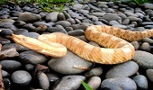 Parque Reptilandia, Costa Rica's largest exhibition